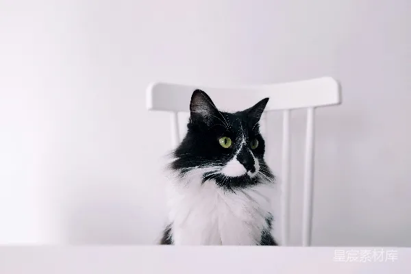 高清摄影 一只猫坐在椅子上。