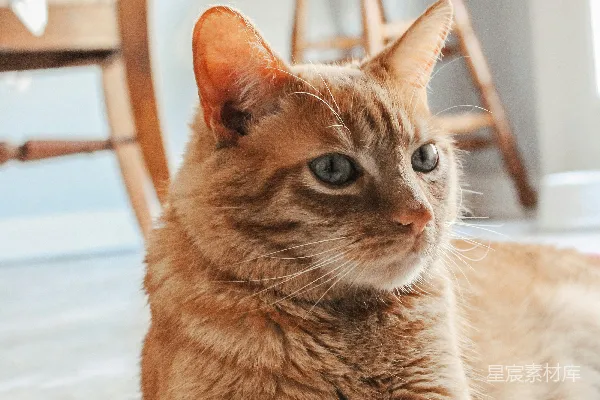 高清摄影 橙色虎斑猫在白雪中
