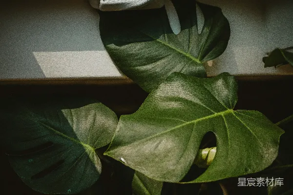高清摄影 一株大型绿色植物坐在窗边。