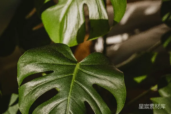 高清摄影 一片绿色的大叶子挂在植物上。