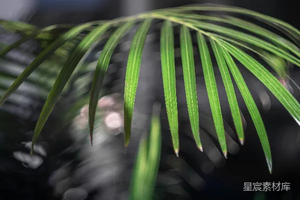 高清摄影 绿色植物