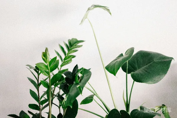 高清摄影 白盆中的绿色植物