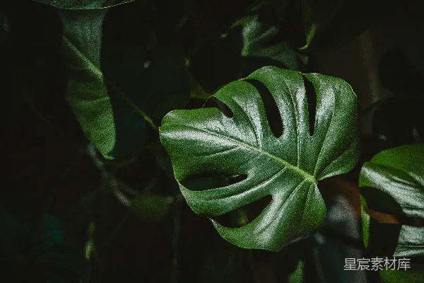 高清摄影 一张植物上绿色叶子的特写照片