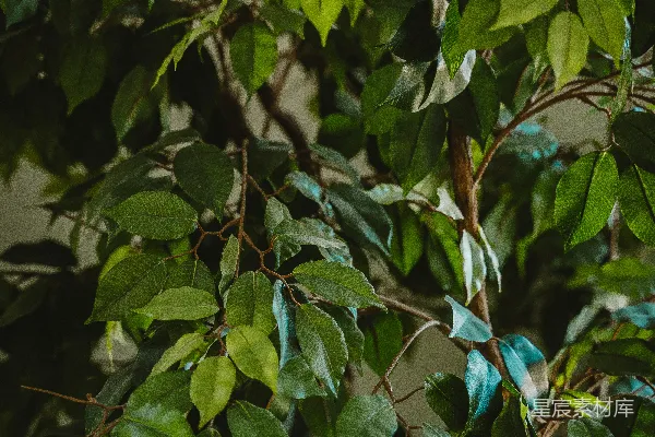 高清摄影 一棵树叶翠绿的树的特写照片