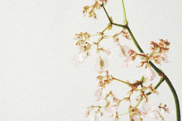 高清摄影 红色花瓣的花