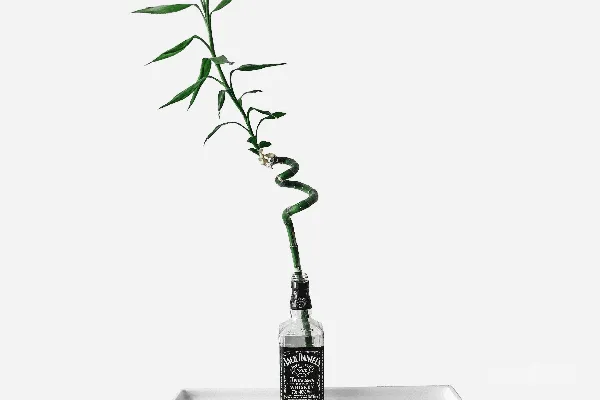 高清摄影 绿色叶子植物