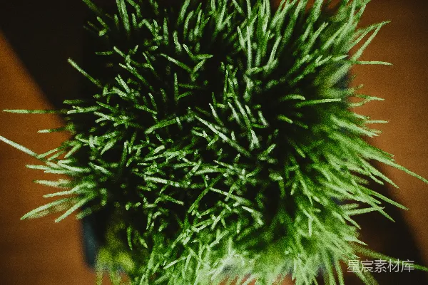 高清摄影 一张桌子上的植物的特写照片