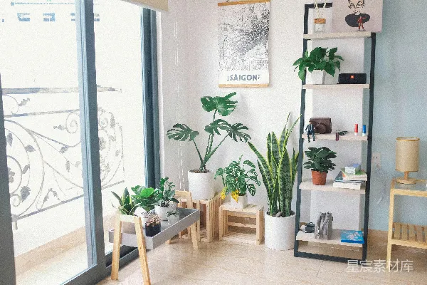 高清摄影 室内种植的瑞士盆栽植物