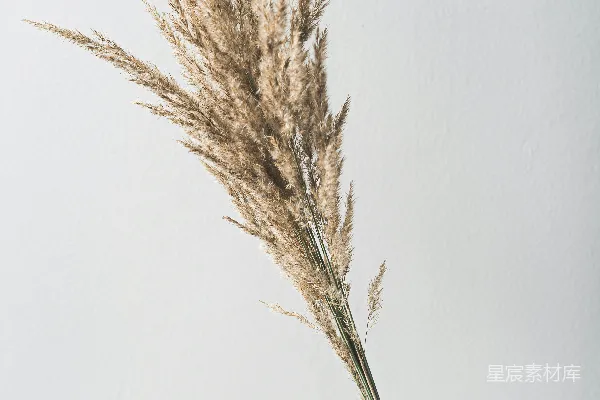 高清摄影 棕色的植物在白色的陶瓷花瓶上
