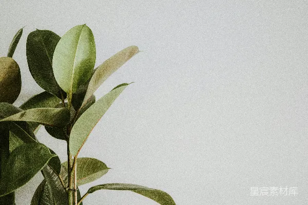 高清摄影 一盆绿叶植物放在白色墙壁前