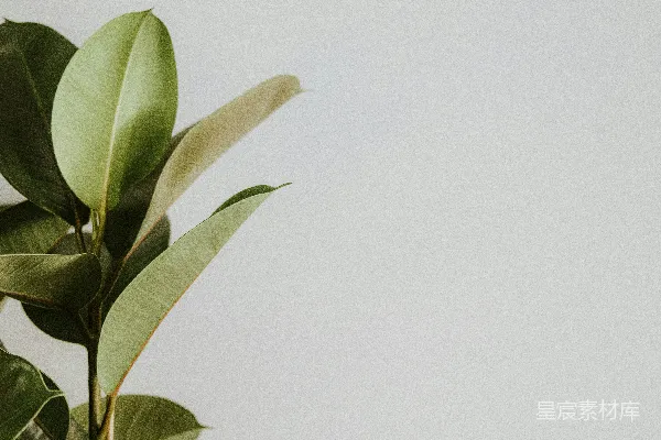 高清摄影 一株有绿色叶子的植物在白色背景上