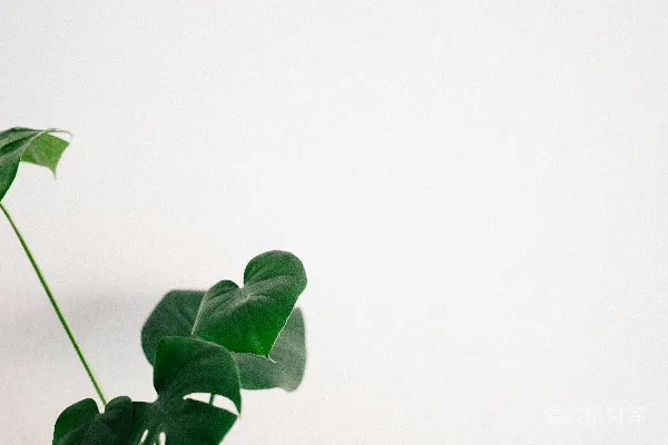 高清摄影 白色背景上的绿叶
