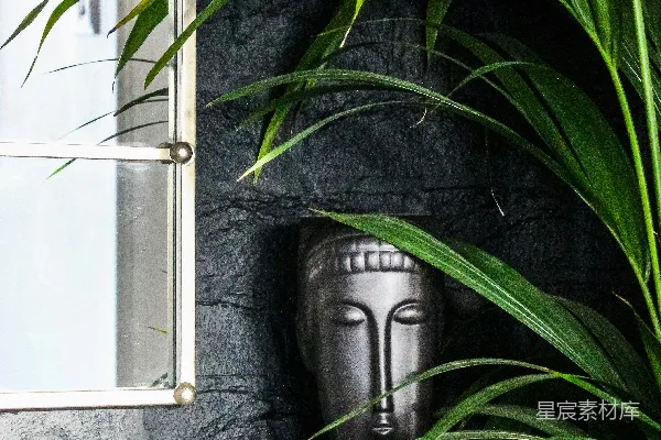 高清摄影 一盆窗户旁的植物