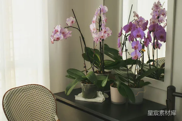 高清摄影 白花盆中的粉白蝴蝶兰