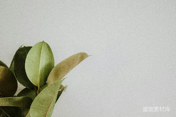 高清摄影 一株植物的特写镜头，背景是一面白色的墙。