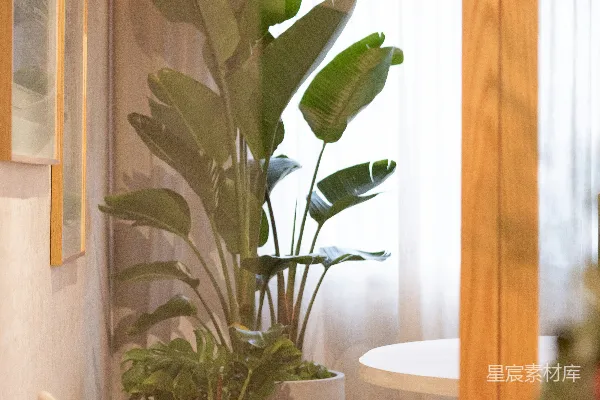 高清摄影 大型盆栽植物装饰着现代化的室内环境。