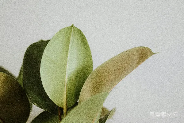 高清摄影 一幅白色背景下的植物特写照片