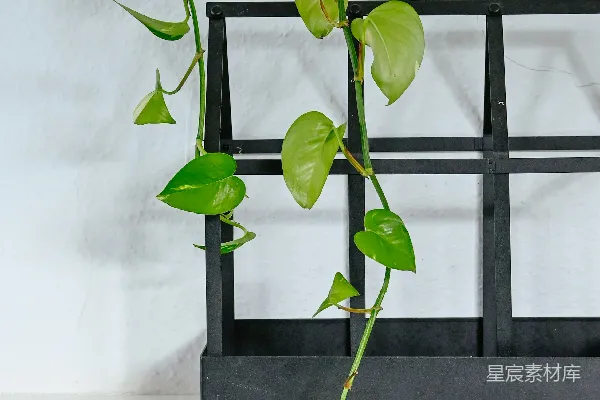 高清摄影 一株长有绿叶的植物放在架子上