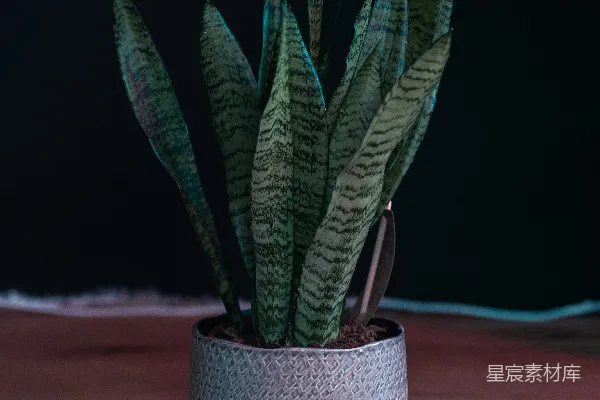 高清摄影 绿色植物