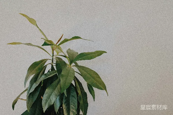 高清摄影 一张绿色植物的特写照片