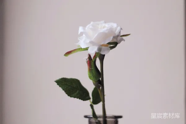 高清摄影 白玫瑰