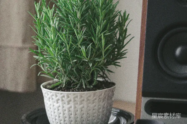 高清摄影 白瓷花盆中的绿植
