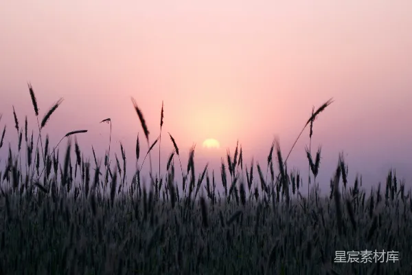 夕阳落下一片茂密的草丛之上