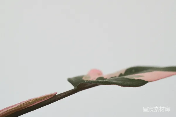 高清摄影 一朵花的特写。