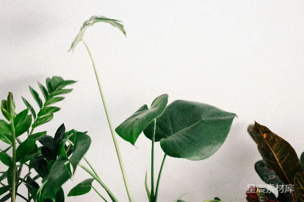 高清摄影 白色背景下的绿色植物