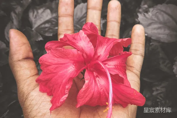棕榈上的红花瓣花