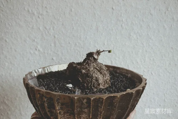高清摄影 一个人手里拿着一个装有泥土的碗