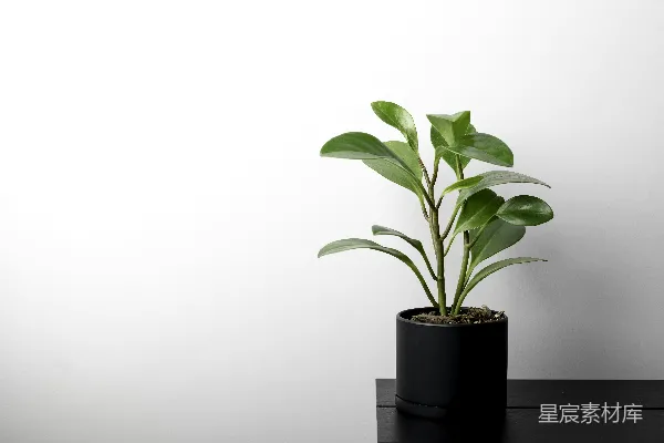 高清摄影 黑底花盆中的绿植