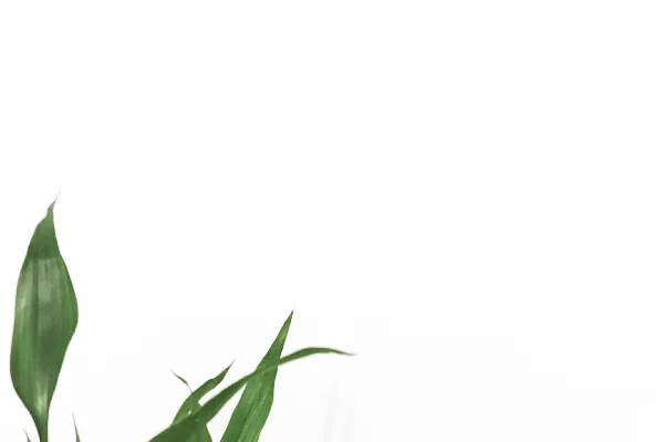 高清摄影 白色墙附近的线状叶植物