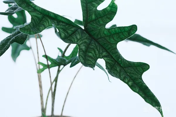 高清摄影 在室内摆放一盆“龙鳞”天南星植物。