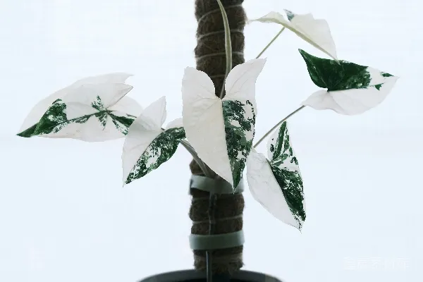 高清摄影 有条纹的植物，叶子呈白绿相间，生长在苔藓杆上。