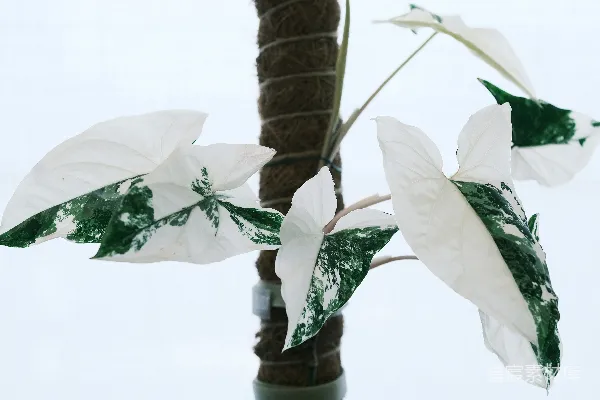 高清摄影 叶子为白绿相间的多肉植物，种植在苔藓柱上。