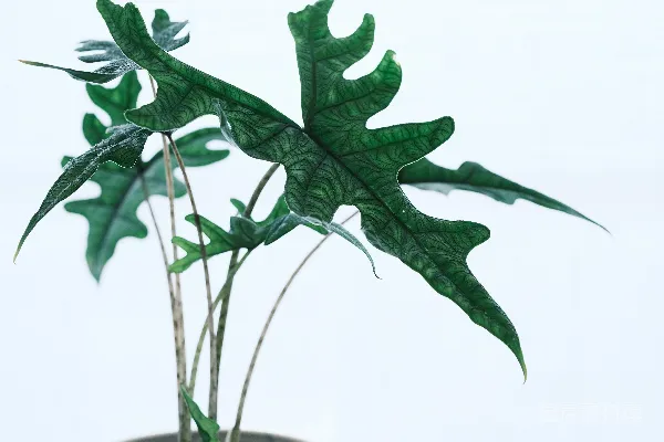 高清摄影 一盆深绿色，有锯齿状叶子的盆栽植物。