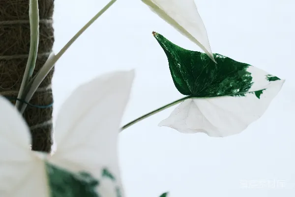 高清摄影 花叶相间的植物叶片，带有白色和绿色的图案。