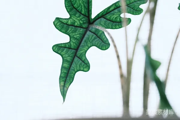 高清摄影 一株盆栽植物的绿叶。