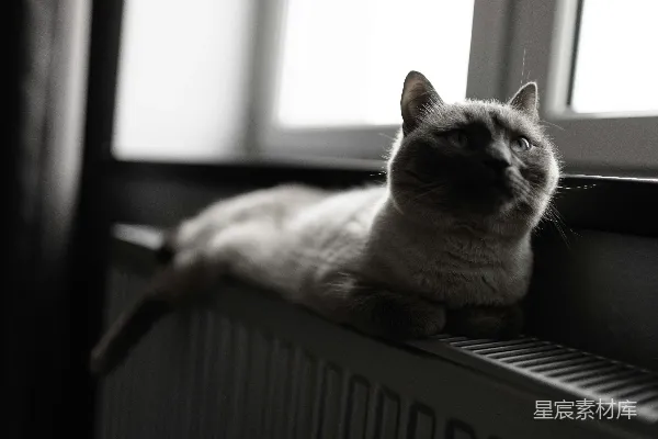 高清摄影 一只猫在窗户附近的暖气片上休息。