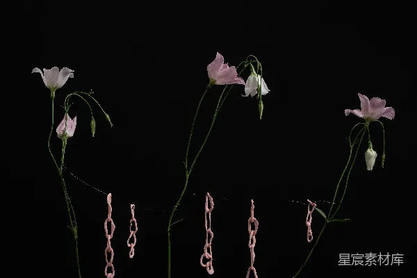 高清摄影 白紫花朵插图