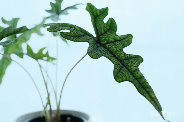 高清摄影 一盆有着独特绿色叶子的盆栽植物。