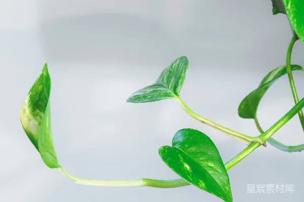 高清摄影 白底上的绿叶