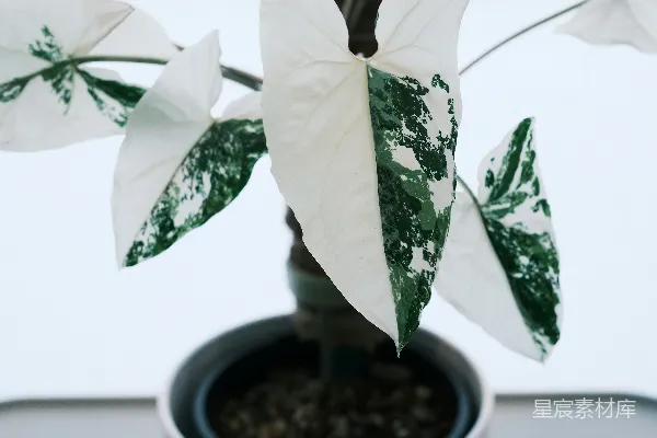 高清摄影 有斑驳叶片的植物，叶子有白色和绿色，在花盆里。