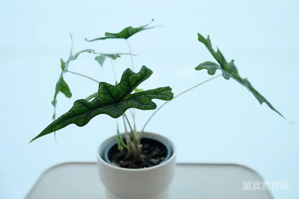 高清摄影 一盆长着锯齿状绿叶的植物。