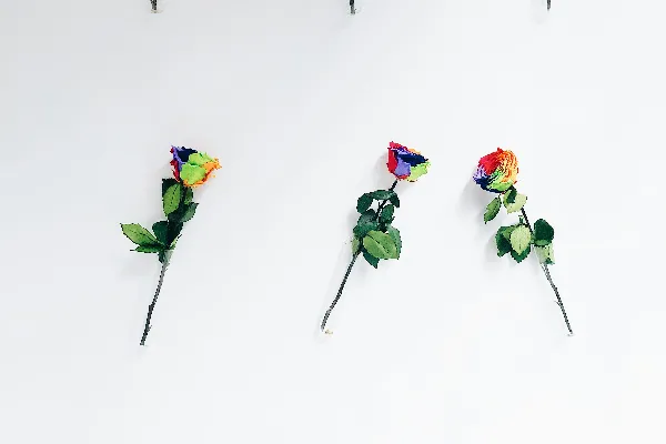 高清摄影 各种颜色的花瓣花