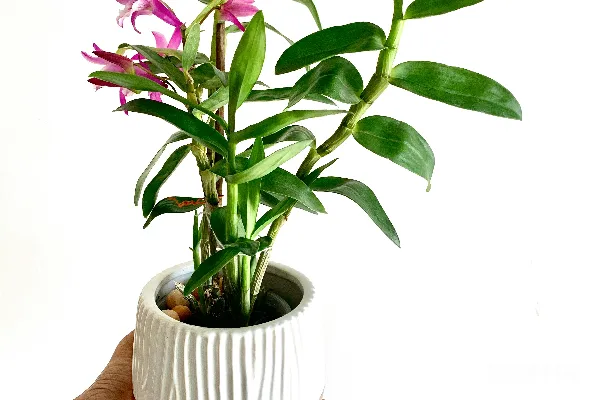 手持绿色植物的白色陶瓷盆的人