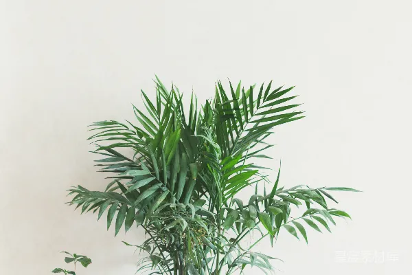 高清摄影 棕色木桌上的绿色植物