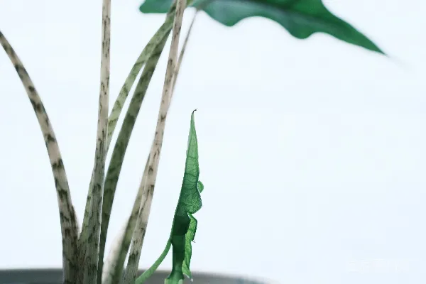高清摄影 一盆茎部有条纹、叶子呈绿色的植物。