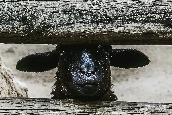 黑羊